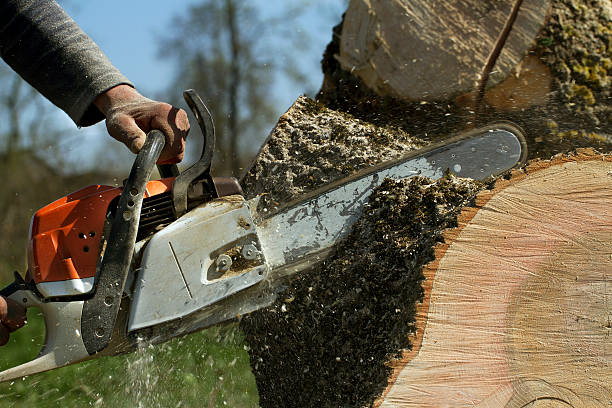 How Our Tree Care Process Works  in  Tuscaloosa, AL